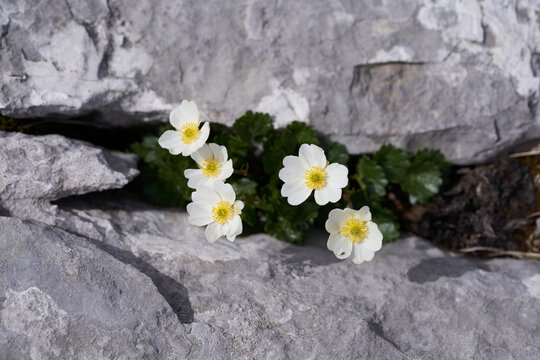 High resolution stone texture grey black white flower Pulsatilla alpina alpine pasqueflower or alpine anemone