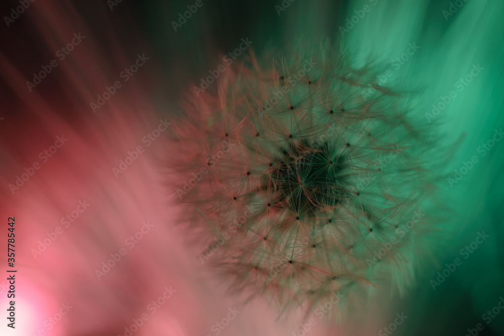 Poster close up beautiful dandelion flower color light background pattern texture. macro photography view.