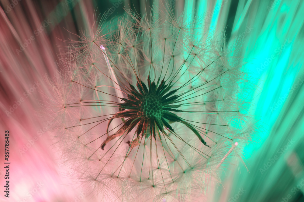 Poster close up beautiful dandelion flower color light background pattern texture. macro photography view.
