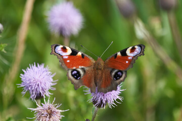 Aglais io the European peacock butterfly colourful