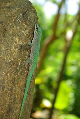 Madagascar giant day gecko (Phelsuma grandis)