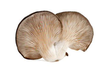 mushrooms  isolated on white background.
