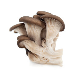mushrooms  isolated on white background.