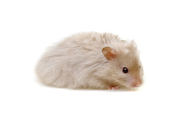 Hamster isolated on white background