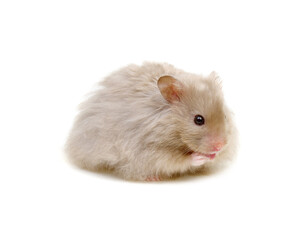 Hamster isolated on white background