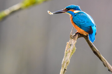 Common kingfisher on a tree branch with a fish.