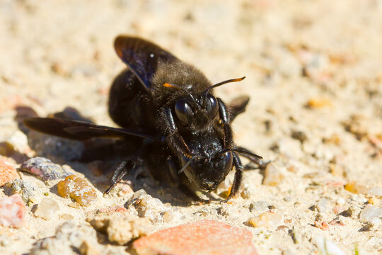 Abejorro carpintero europeo (Xylocopa violacea), en c&oacute;pila sobre el suelo.