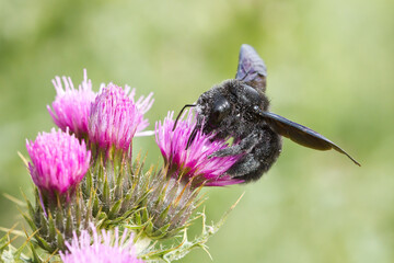 Abejorro carpintero europeo (Xylocopa violacea), sobre la flor lila con fondo verde.