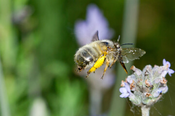 Bumble bee, looking for food on flowers with pollen on the leg