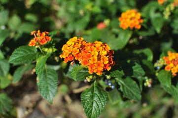 Small Orange Yellow Latana Flower Plant with Green Leaves