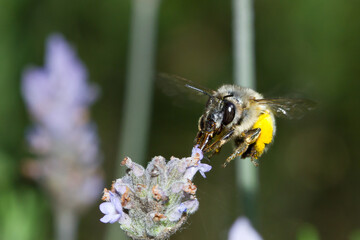 Bumble bee, looking for food on flowers with pollen on the leg