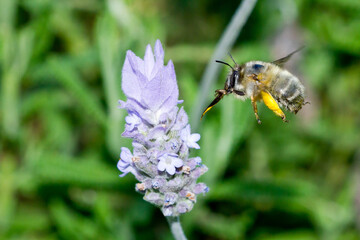 Bumble bee, looking for food on flowers with pollen on the leg