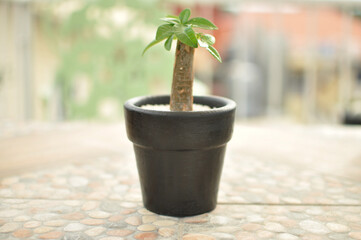 Small money tree with Green Leaves in Black Pot 