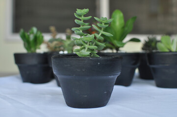 Crassula perforata. String of Buttons, Necklace Vine, Pagoda Plant Succulents, Cactus, Desert Plant Placed in Black Pot. Can be grown indoors if given enough light. Partial sun to partial shade.