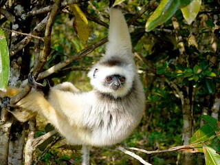 Lemur (Propithecus) on a tree
