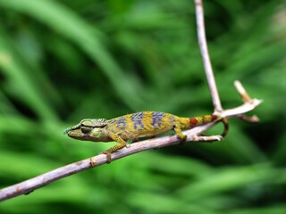 Chamaeleon (Chamaeleo Pardalis)