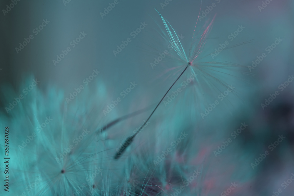 Poster close up beautiful dandelion flower color light background pattern texture. macro photography view.
