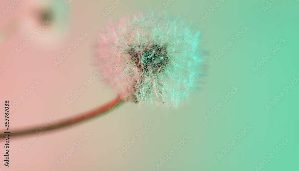 Poster close up beautiful dandelion flower color light background pattern texture. macro photography view.