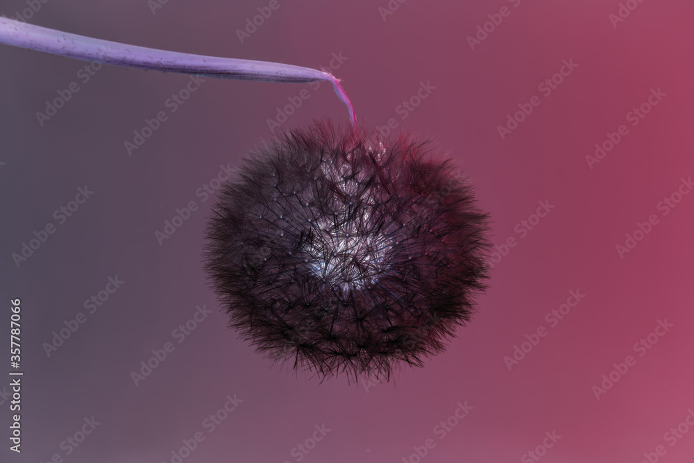 Poster close up beautiful dandelion flower color light background pattern texture. macro photography view.