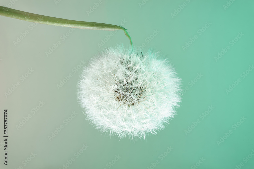 Poster close up beautiful dandelion flower color light background pattern texture. macro photography view.