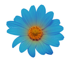 blue flower isolated on white