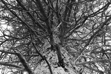 Black and White Dead Tree