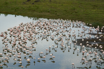 Flamingo Phoenicopteridae wading Africa beautiful colourful Lake Reflection