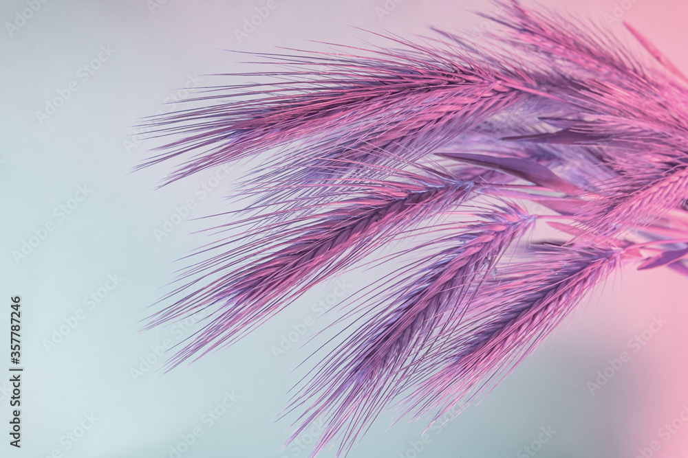 Poster close up abstract spikelet of wheat color pink light. beautiful plant minimal in neon light. minimal