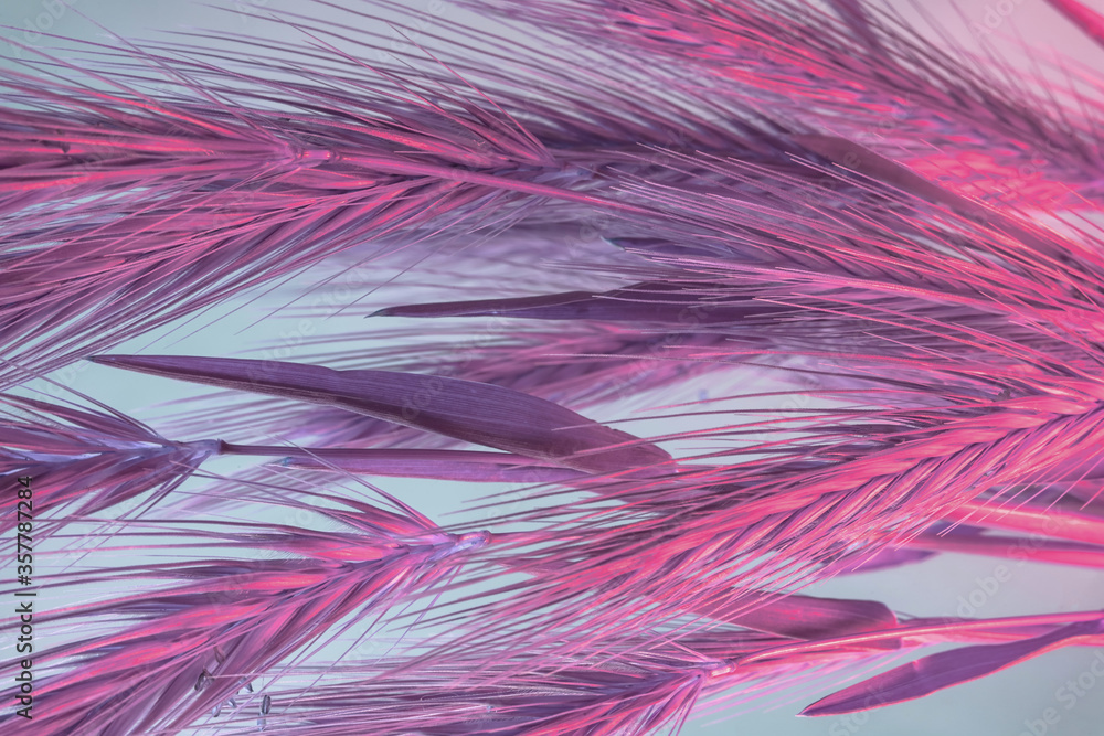 Poster close up abstract spikelet of wheat color pink light. beautiful plant minimal in neon light. minimal