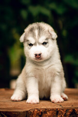 One Little cute puppy of Siberian husky dog outdoors