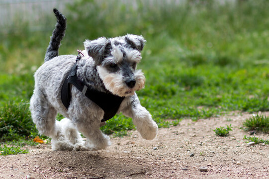miniature schnauzer playing in the park