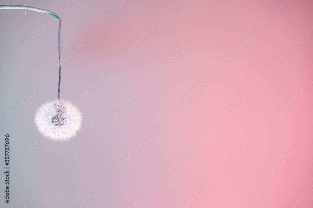 Aufkleber beautiful abstract dandelion flower color neon light background pattern texture.