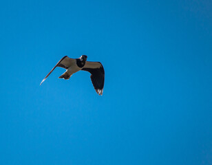 fliegender Kiebitz
