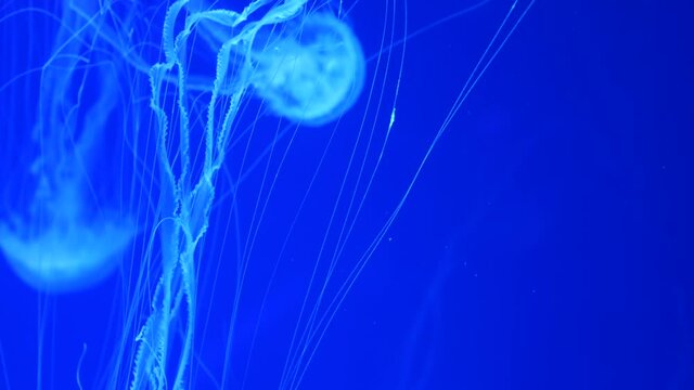 Shiny vibrant fluorescent jellyfish glow underwater, dark neon dynamic pulsating ultraviolet blurred background. Fantasy hypnotic mystic pcychedelic dance. Vivid phosphorescent cosmic medusa dancing.