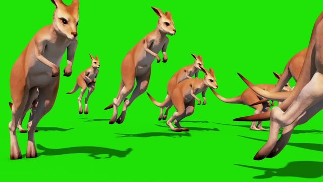 Group Kangaroo Jumps Green Screen Front 3D Rendering Animation