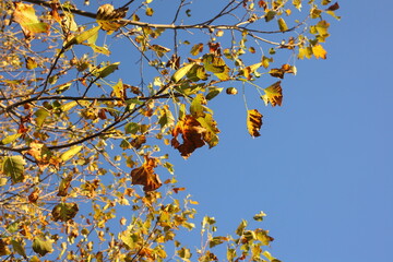 autumn leaves and blue sky 