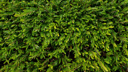 Green background. Close-up of the branches of a bush.