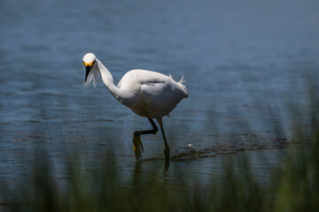 Snowy egret actively hunting for fish