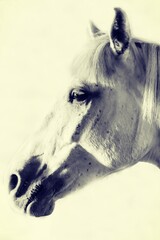 white horse in stable