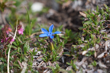 Gentiana clusii flower of the sweet lady or Clusius gentian large flowered native to Europe named...
