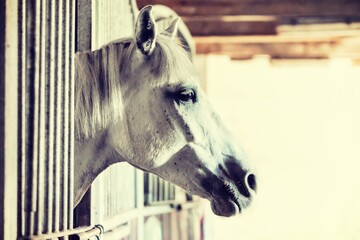white horse in stable
