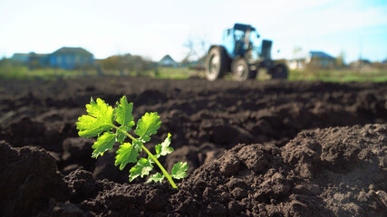 The tractor cultivates and cuts furrows in the field. Tractor work in the black soil field in the...