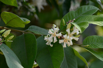 Wrightia religiosa Benth flower