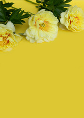 Bouquet of yellow peonies on yellow background.