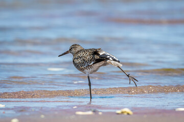 Willet stretching its leg