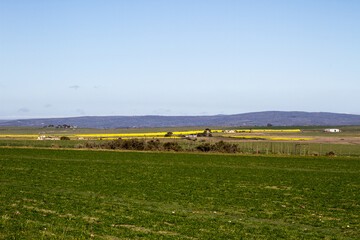 Fototapeta premium Landscape showing fields of what and canola near Bredasdorp South Africa