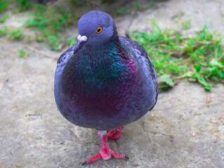 pigeon on the beach  nature