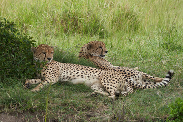 Cheetah Brothers Africa Safari Masai Mara Portrait