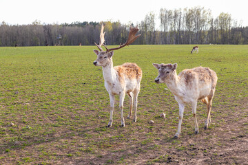 Two beautiful deer walk across the meadow