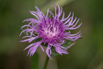 Fototapeta premium lila Kornblume